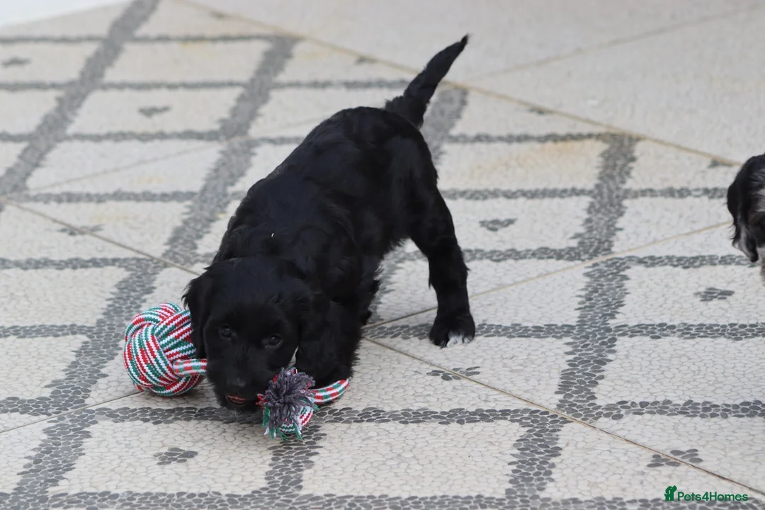 Cockapoo dogs for sale: F1 Cockapoo puppies for sale - Advert 15