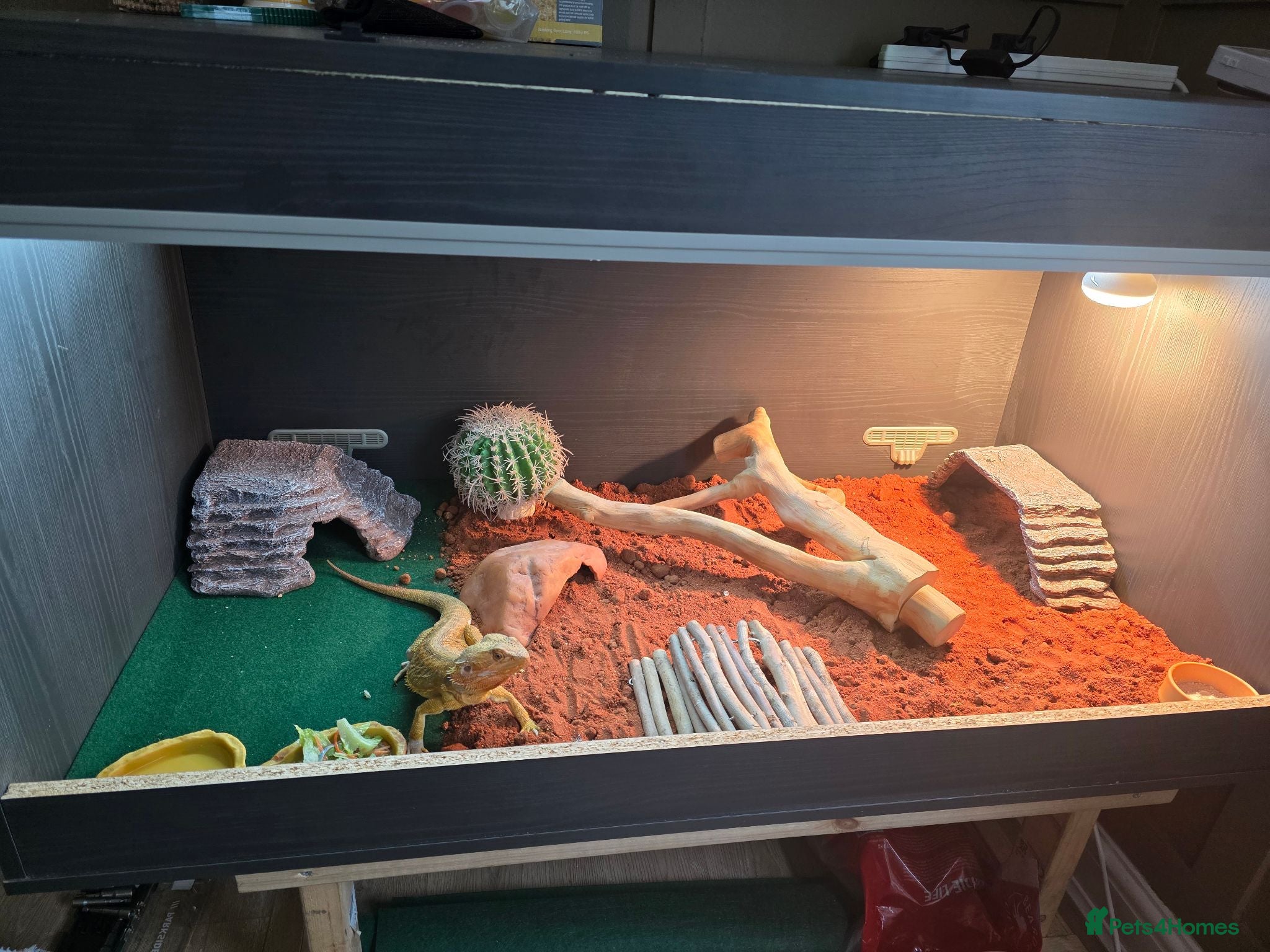 Bearded Dragon reptiles Full set up bearded dragon  - Advert 1