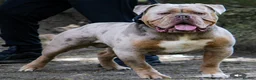 Old Tyme Bulldog dogs for sale: Old tyme bulldog puppies in Tipton - Advert 14