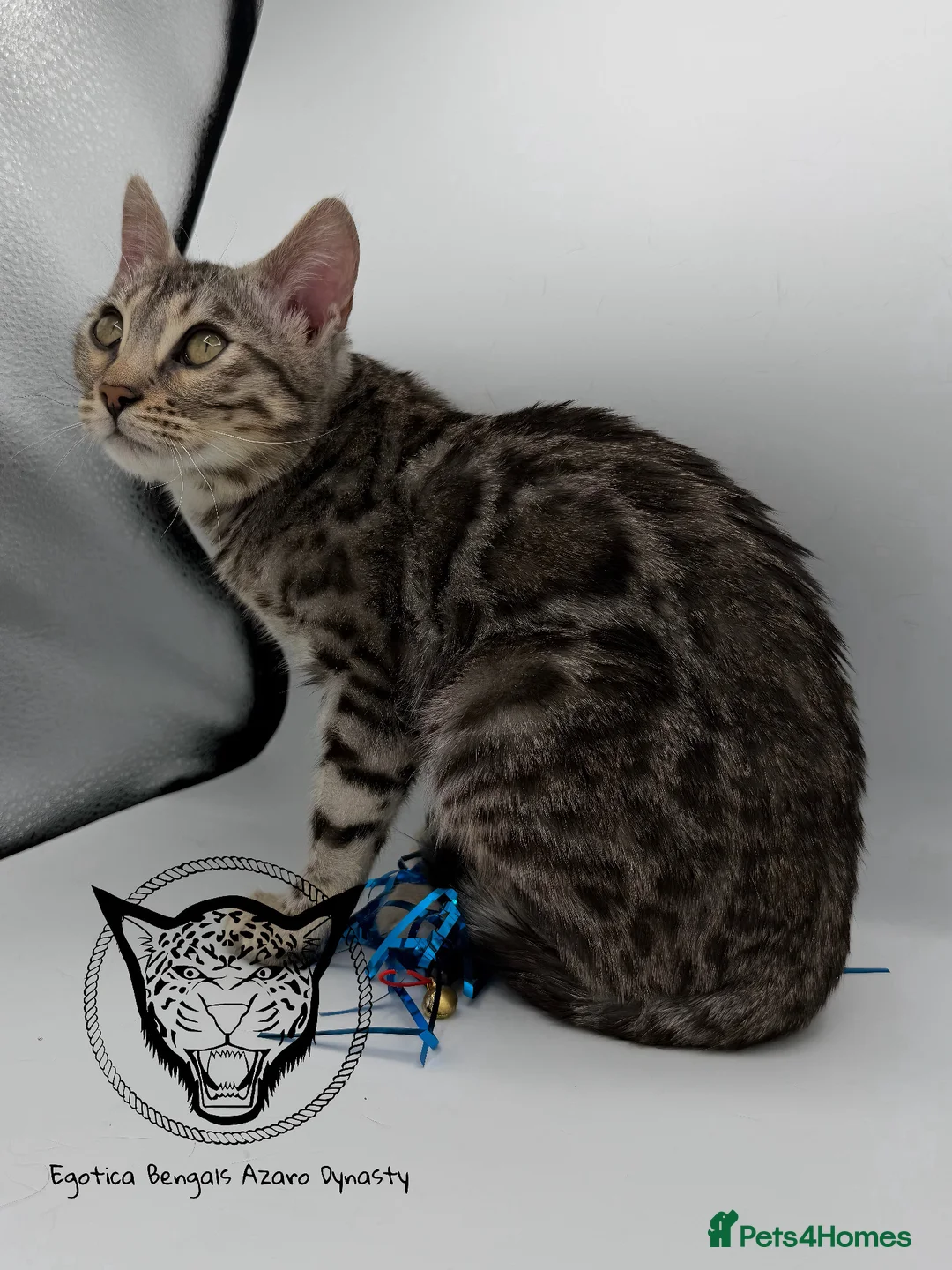 Bengal cats for sale: 🐆✨ LAST KITTEN 6TH TICA GENERATION BENGAL🐆✨ - Advert 30