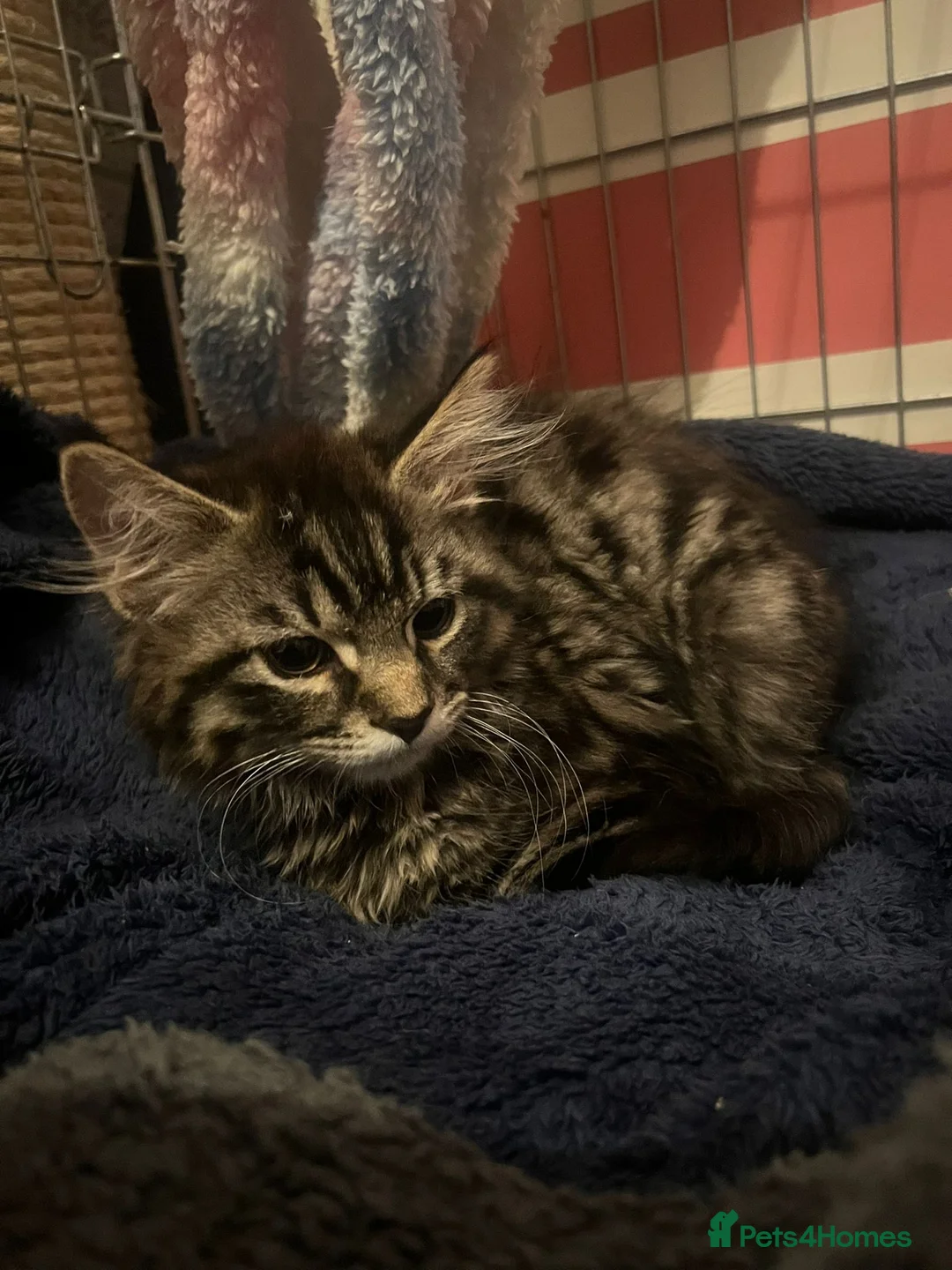 Mixed Breed cats for adoption: 4 month old rescue kitten needs a new home in Hook - Advert 4