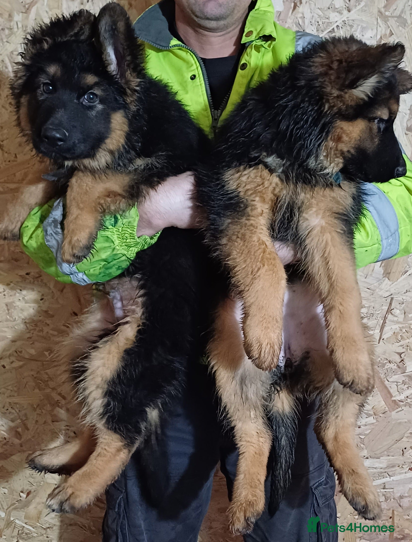 German Shepherd dogs Ready to go, long-haired German Sheperd puppies - Advert 21
