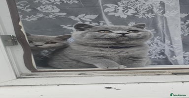 British Shorthair cats (READY NOW) Show Quality Champions 🥇🏆BSH GCCF - Advert 16