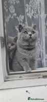 British Shorthair cats (READY NOW) Show Quality Champions 🥇🏆BSH GCCF - Advert 16