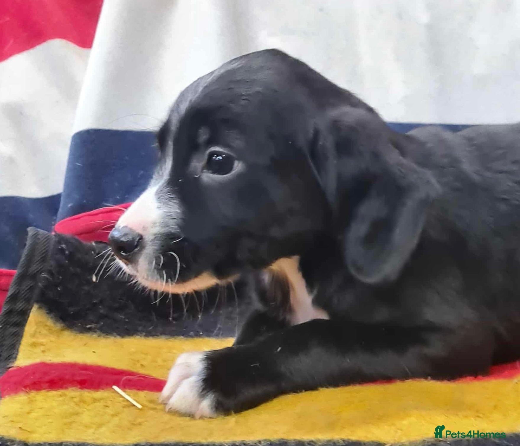 Springador dogs Springador puppies ready for their new homes - Advert 1