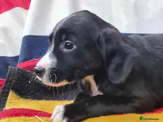 Springador dogs Springador puppies ready for their new homes - Advert 1