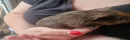 Guinea Pig rodents for sale: Male guinea pigs  - Advert 3