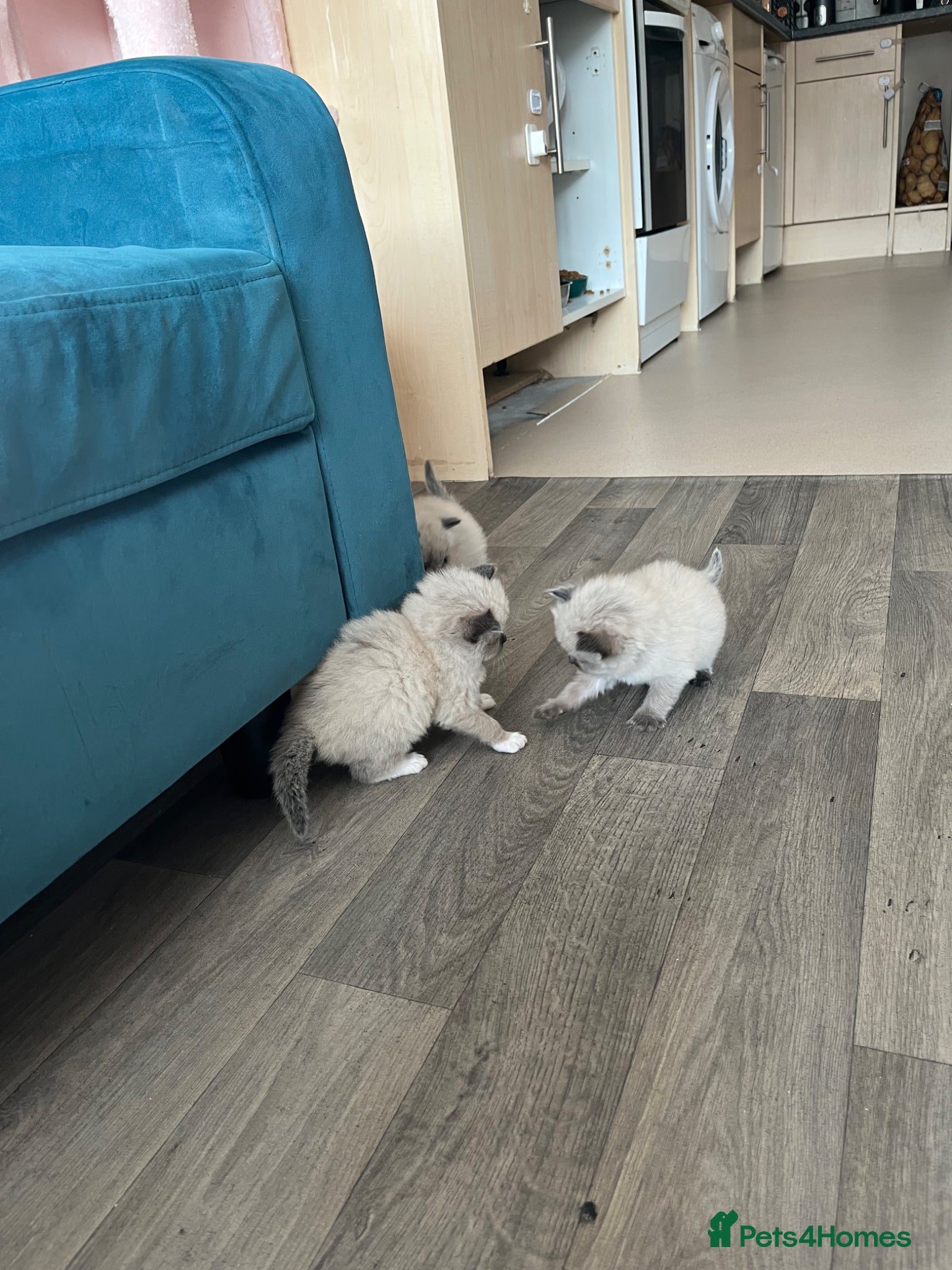 Ragdoll cats PUREBRED RAGDOLL KITTENS  - Advert 2