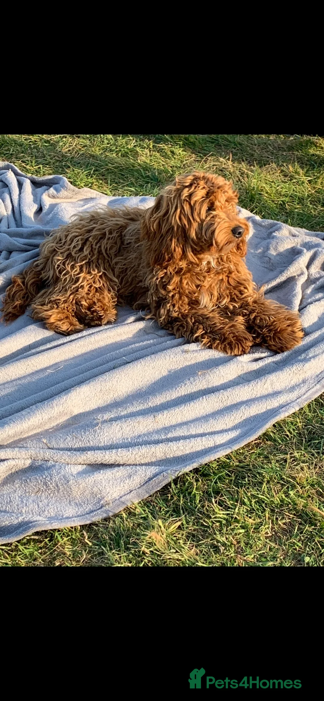 Cockapoo dogs for sale: Last 2 cockapoo puppies - Advert 2