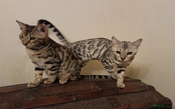 Bengal cats for sale: Bedazzled Early Generation Bengal kittens  - Image 9