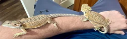 Bearded Dragon reptiles for sale: Juvenile Bearded dragons  - Advert 18