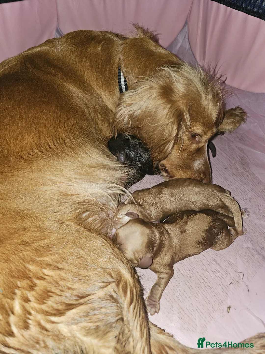 Cocker Spaniel dogs for sale: Cocker spaniels - Advert 2