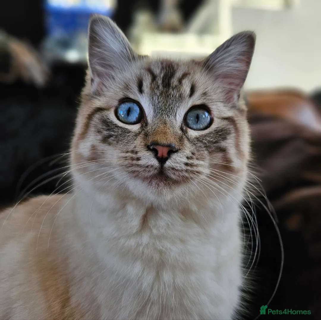 Ragdoll cats for sale: Beautiful Ragdol Kittens - dog friendly - Advert 17