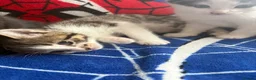 Ragdoll cats for sale: Beautiful litter of 4 ragdoll kittens for sale  - Advert 14