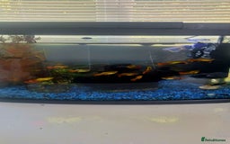 Platies fish for sale: Platies (Tank Included)  - Image 4