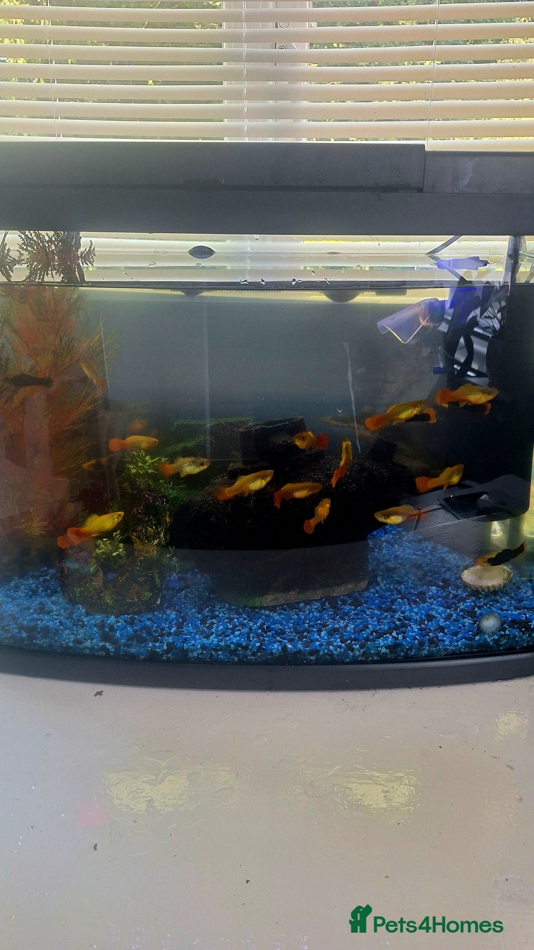 Platies fish for sale: Platies (Tank Included)  - Image 4