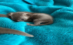 British Shorthair cats for sale: Chocolate brown British shorthair kittens  - Image 6