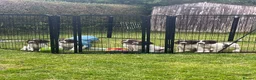English Springer Spaniel dogs for sale: Springer spaniels kc reg female  - Advert 3