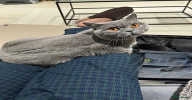 British Shorthair cats - Advert 1