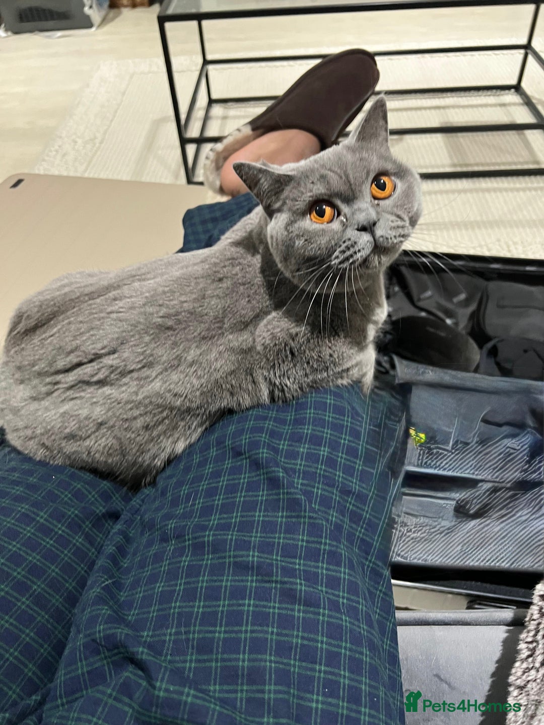 British Shorthair cats for sale: 5yo Elegant British Shorthair seeking Patient Home - Image 2