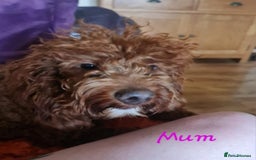 Goldendoodle dogs for sale: 👑Superb Rare Toy/Mini Deepest Red Goldendoodles👑 - Image 22