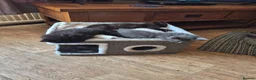 Mixed Breed cats for sale: 2 boys and a little girl - Advert 4