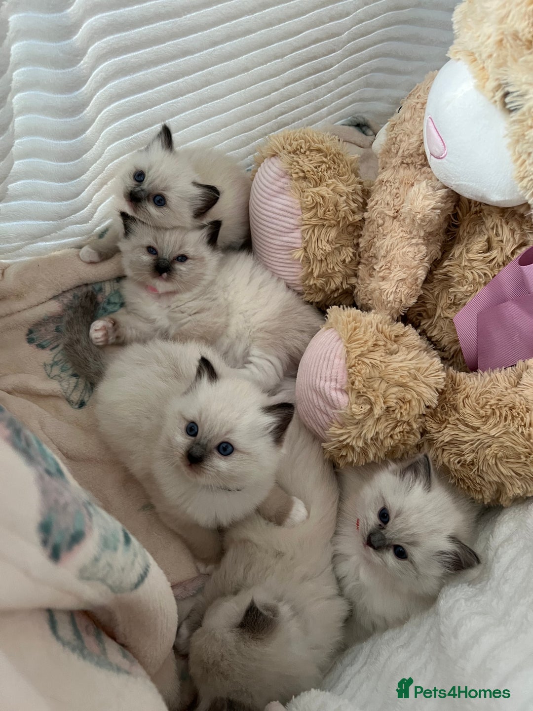 Ragdoll cats for sale: Seal Mitted Ragdoll babies, 4 girls 1 boy - Image 2