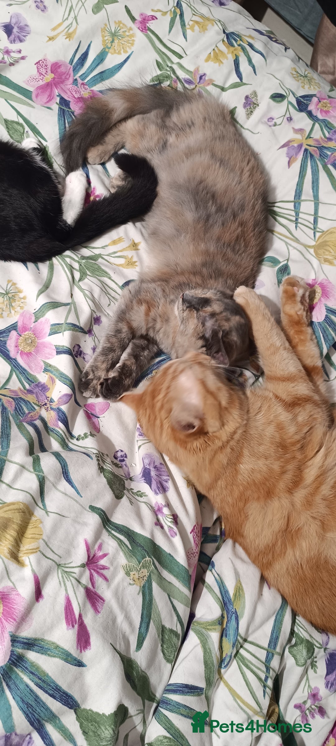 Mixed Breed cats for sale: Maine coon X ragdoll X English short haired  - Advert 12