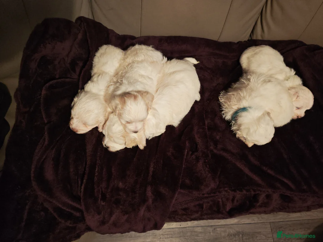 Mixed Breed dogs for sale: Maltipoo x Coton de Tulear Puppies – 5 Males - Advert 5