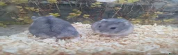 Hamster rodents for sale:  Beautiful baby winter white russian hamsters - Advert 9