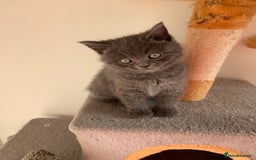 British Shorthair cats for sale: British Short Hair Kittens  - Image 4