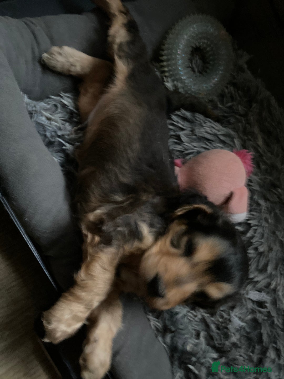 Cocker Spaniel dogs for sale: KC Registered Show Type Cocker Spaniels - Advert 8