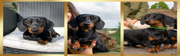Miniature Dachshund dogs for stud: Champion Sired 4kg - PRA clear - Proven Stud in Tunbridge Wells - Advert 2