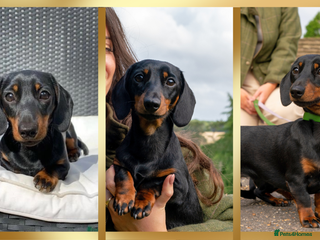 Miniature Dachshund dogs in Tunbridge Wells - Advert 16