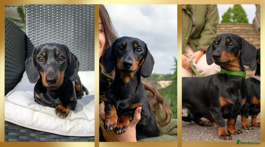 Miniature Dachshund dogs for stud: Champion Sired 4kg - IVDD Screened & PRA Clear in Tunbridge Wells - Advert 2
