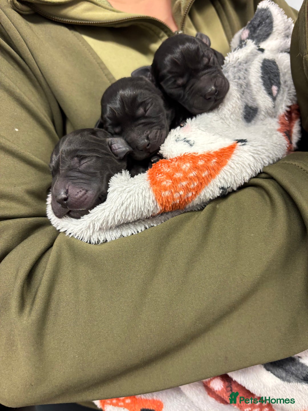 Labrador Retriever dogs for sale: Black KC Reg Labrador puppies for sale  - Image 7