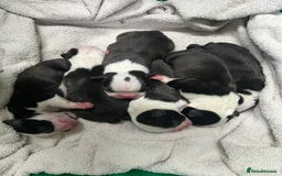 Boston Terrier dogs for sale: Champ bloodline (KC) Boston Terrier pups 💕 - Image 19
