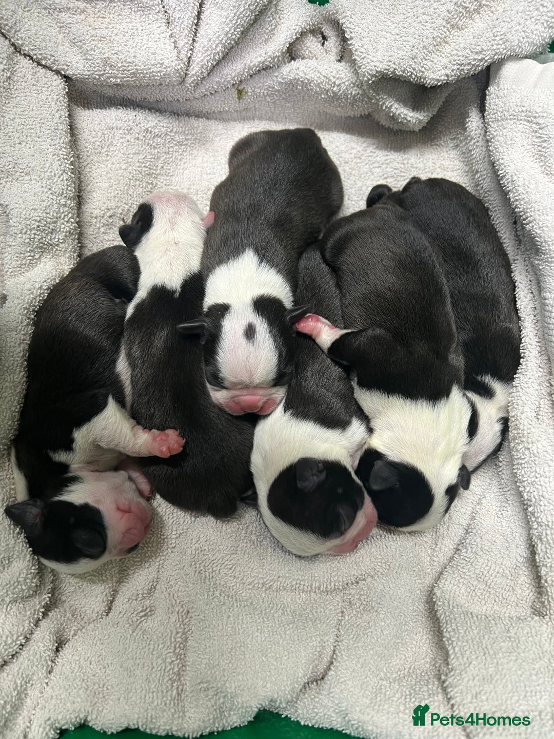 Boston Terrier dogs for sale: Champ bloodline (KC) Boston Terrier pups 💕 - Image 19