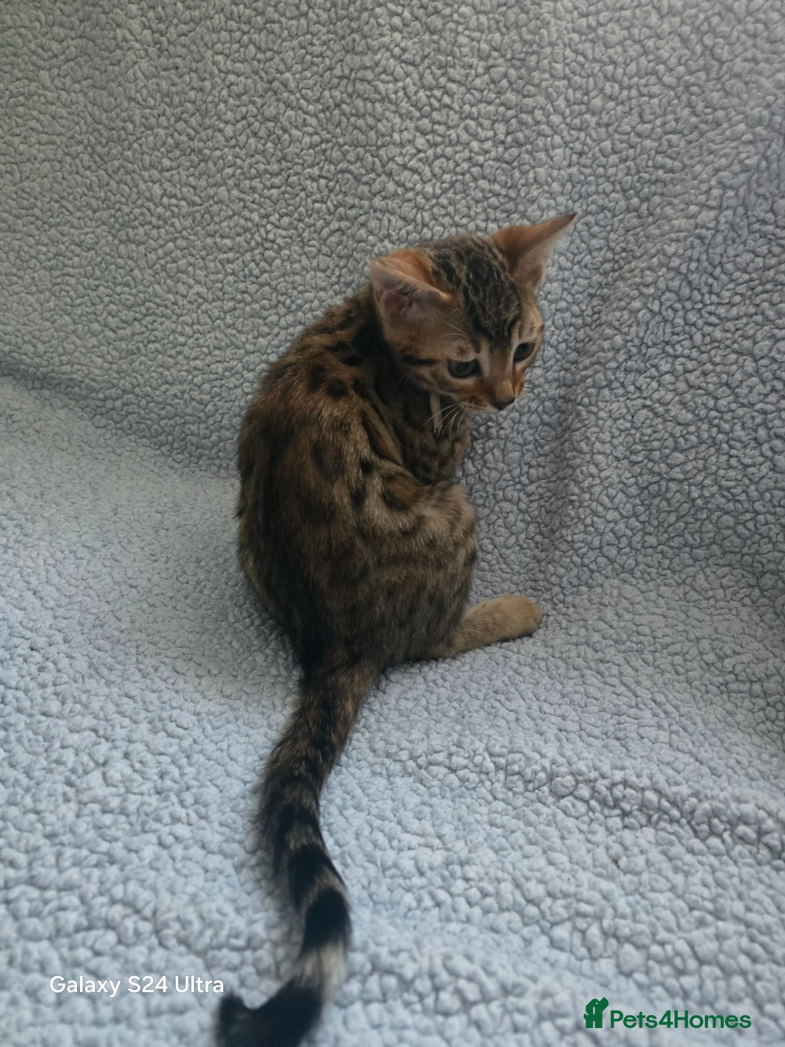 Bengal cats 1 beautiful female bengal kitten  - Advert 1