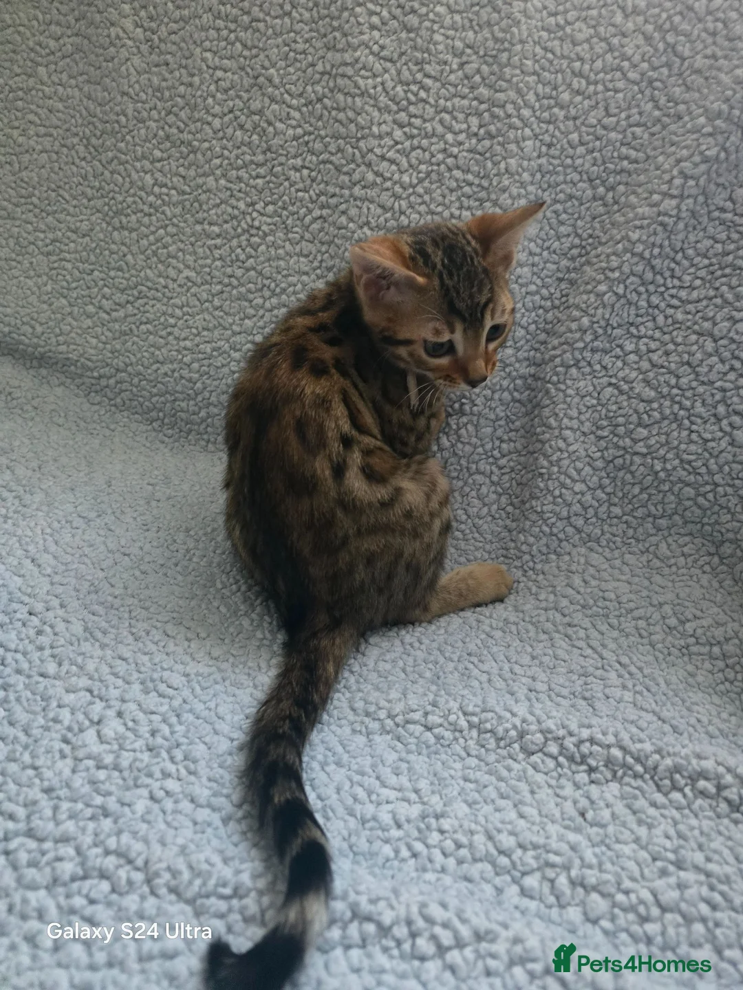 Bengal cats for sale: 1 beautiful female bengal kitten  - Advert 1