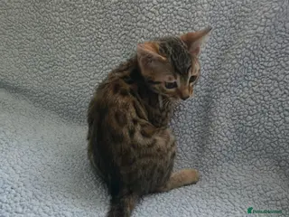 Bengal cats 1 beautiful female bengal kitten - Advert 2