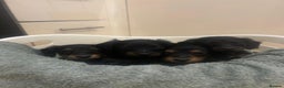 Miniature Dachshund dogs for sale: EXCEPTIONAL KC REG BRINDLE POINTED PUPS - Advert 7