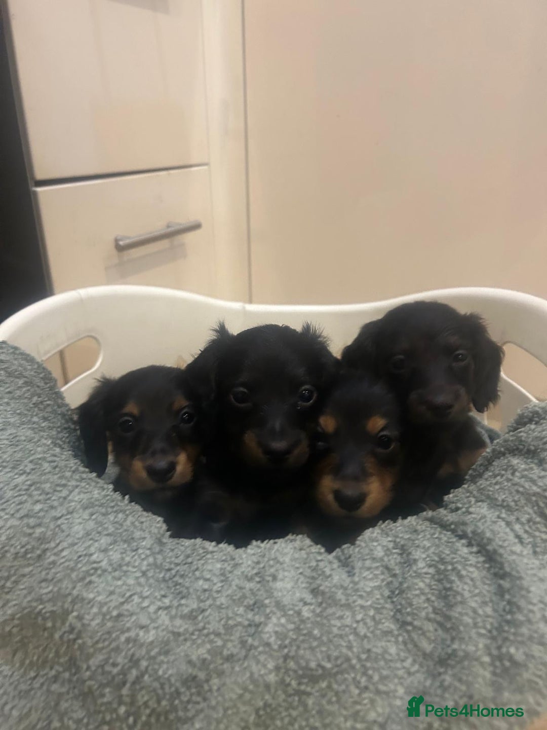 Miniature Dachshund dogs for sale: EXCEPTIONAL KC REG BRINDLE POINTED PUPS - Advert 7