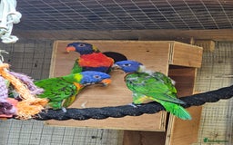 Mixed Breed birds for sale: Swansons rainbow lorikeet  - Image 2