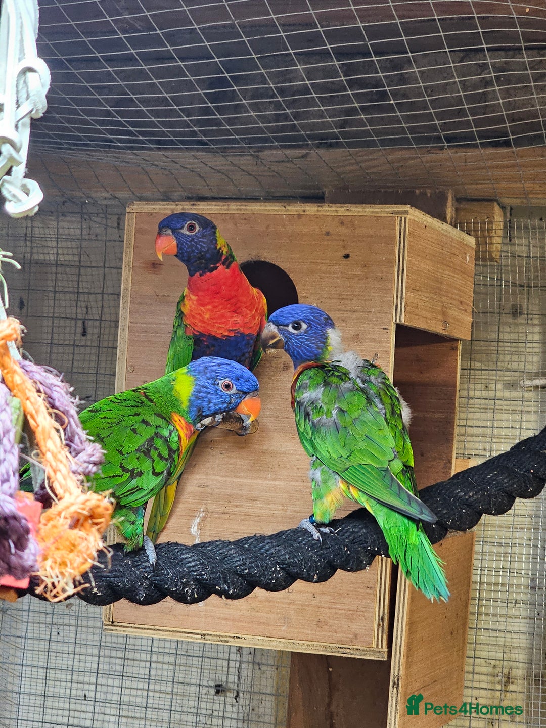 Mixed Breed birds for sale: Swansons rainbow lorikeet  - Image 2