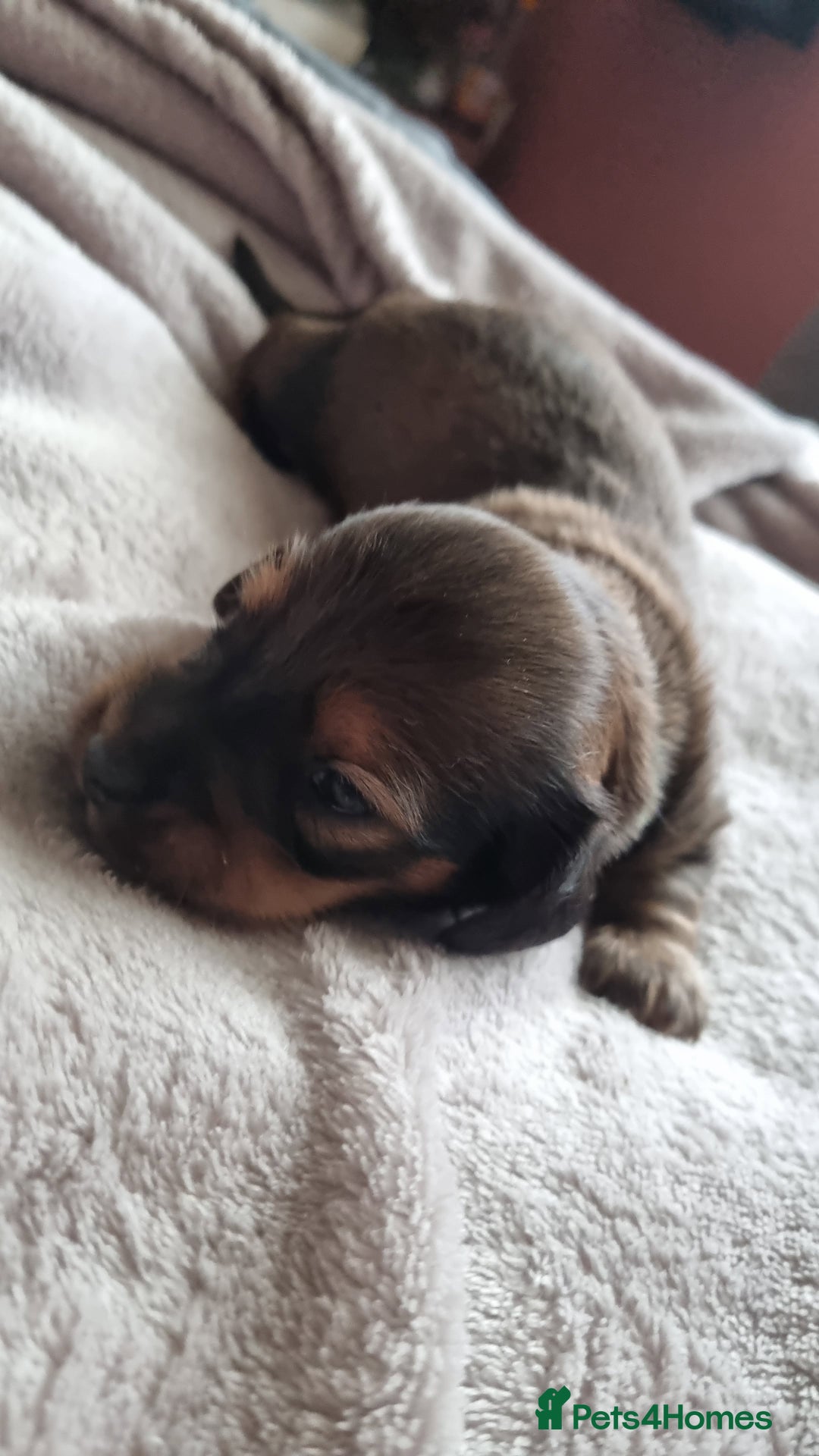 Miniature Dachshund dogs for stud: ee Cream Longhaired Miniature Dachshund for Stud in Helensburgh - Advert 10