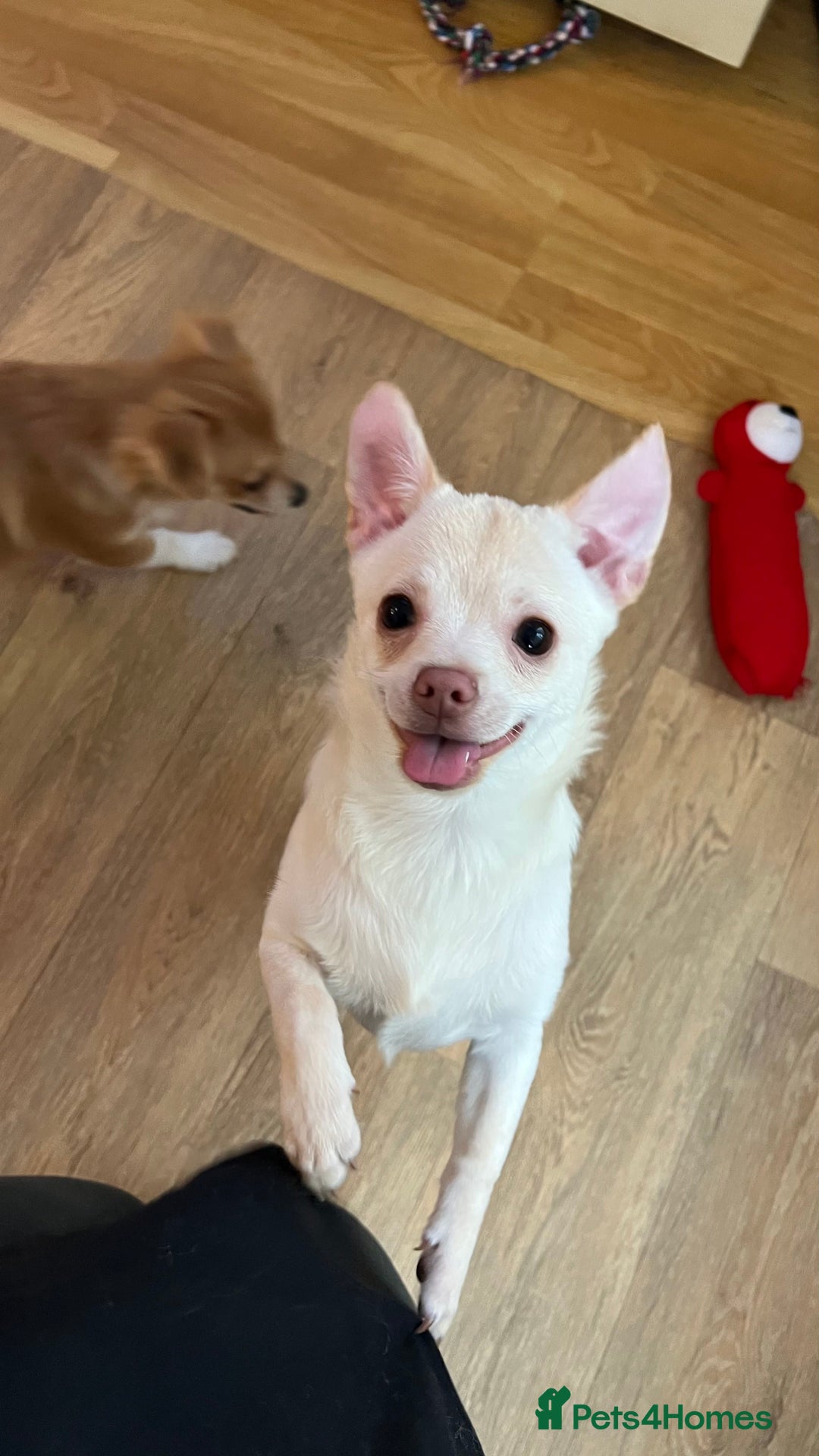 Pomchi dogs for sale: Pomchi's  - Advert 12