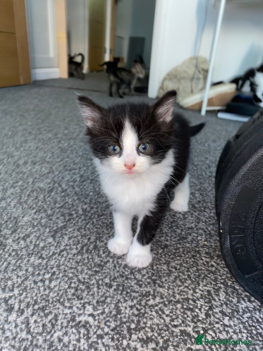 Mixed Breed cats for sale: ❗️2 litters for sale❗️ - Image 6