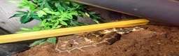 Python Snake reptiles for sale: Jimney  - Advert 1