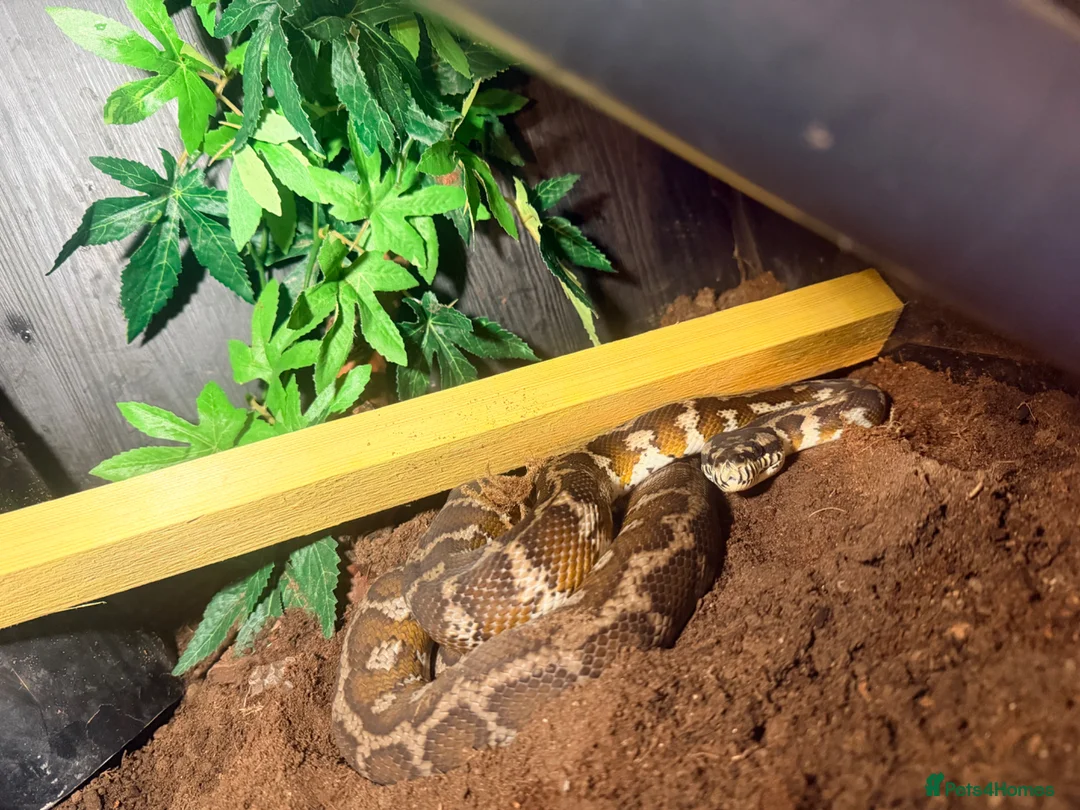 Python Snake reptiles for sale: Jimney  - Advert 1